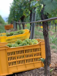 Oost 2019, Harvest, grapes, druiven. Corte Aura Franciacorta wijngaard